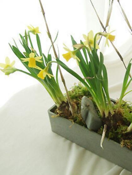 生花】寒竹 70cm-【早締切-29】 - 花材通販はなどんやアソシエ