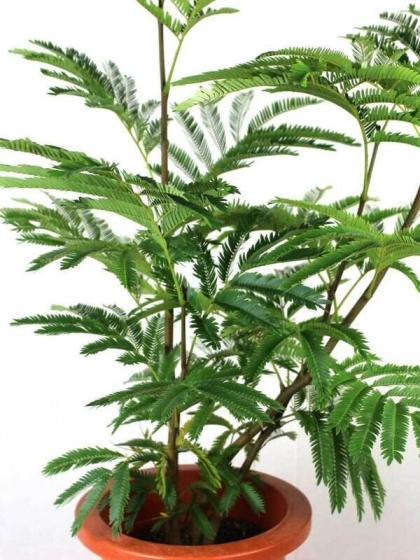 エバーフレッシュ【観葉植物 3号ポット】｜ 【植物のＩＴＡＮＳＥ】全品送料無料・即出荷!
