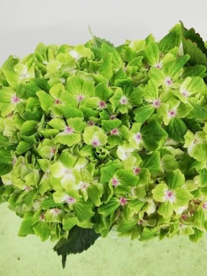 【35％OFF】 直前!】輸入アジサイ エメラルド(秋色・クラッシックグリーン 花