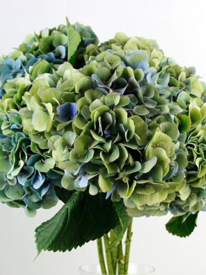 生花】輸入アジサイ ヒルデムーアホフ(秋色) 薄青緑 花約18センチ 