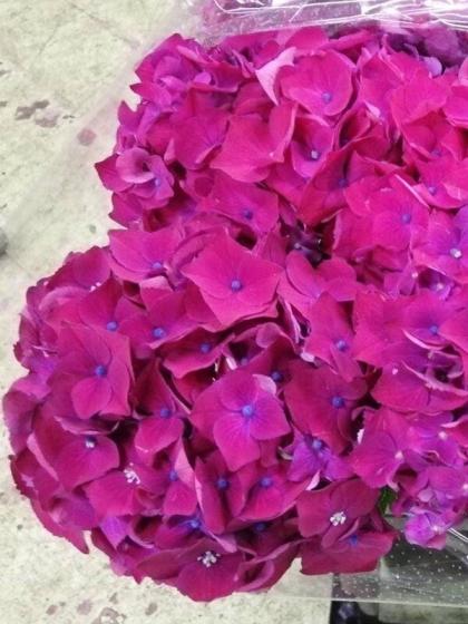 生花】輸入アジサイ クラッシックピンク(オランダ産) - 花材通販