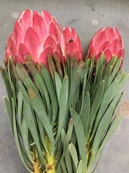 生花】プロテア ビーナス 60cm 南アフリカ産 【OR-83】※山火事の影響