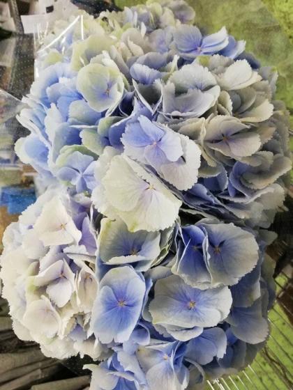 欄&空  輸入アジサイ 苗 7種 欄&空さま 輸入アジサイ苗 欄&空 様専用 輸入アジサイ 苗 7