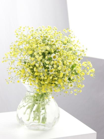 生花】染めカスミ草 菜の花(黄) (国産・60cm)【早締切-75】 | 《通販 