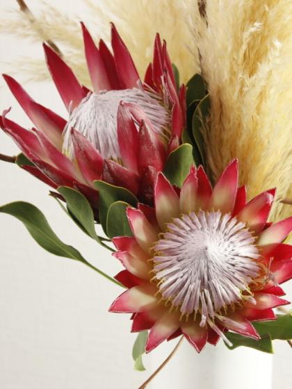 切り花　生花　プロテア キングプロテア5本セット 品種名　マディバ　濃い赤色