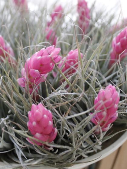 生花/即納】エアプランツ:コットンキャンディ(パープルピンク花芽付き