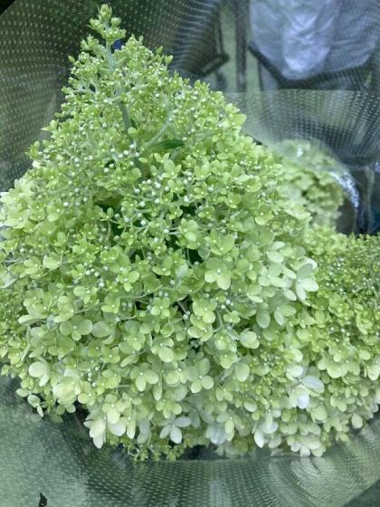 直前!】ピラミッドアジサイ ミナヅキホワイト 60cm 北空知【生花