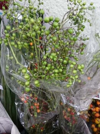 直前!】ヤマホロシ(実つき)70cm程度※実色、葉有無入荷により異なる