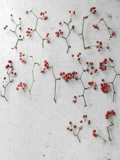 08直前!】輸入サンキライ(赤実) 1束20〜25本入り【TK】 - 花材通販は