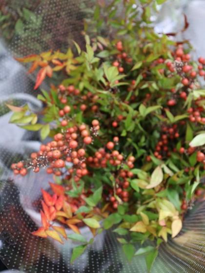 生花】南天(実付き枝もの)100cm程度 【IT-29】※届日限定:12/16以降