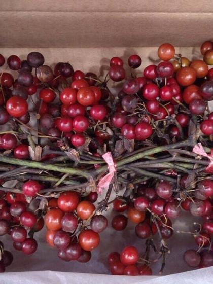 生花】輸入サンキライ(赤)【FJ】ケース約20本入り ※商品説明をお読み