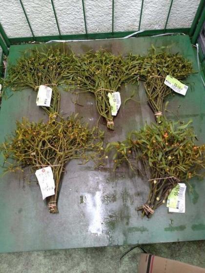 北海道ヤドリギ　宿木　No.13 希少　フライングリース　メス実付き 北海道ヤドリギ 宿木 No.13 希少 フライングリース メス実付き