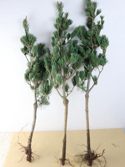 ITA】五葉松 大 - 花材通販はなどんやアソシエ