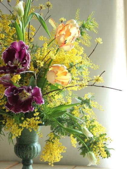 生花】銀葉ミモザアカシア(1束約5本入り・70cm程度)アミシロフラワー