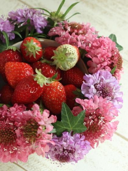 生花】NODAフラワーのスカビオサ:スーパーピンク(40cm程度)【早締切-17