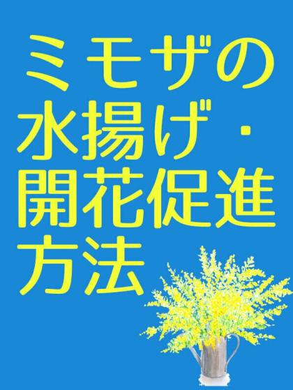 生花】【2/21-22着限定】 輸入ミモザアカシア ミランドールなど束(約2