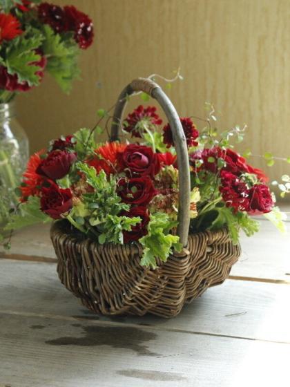 直前!】【さぎやま】ガーベラ ランサー(赤芯黒) - 花材通販はなどんや