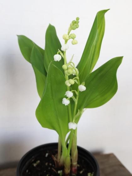 生花/鉢】すずらん(3.5寸鉢) - 花材通販はなどんやアソシエ