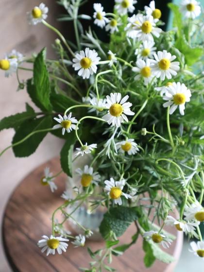 直前!!】カモミール 40センチ〜 群馬県関根さんほか【OT】【生花