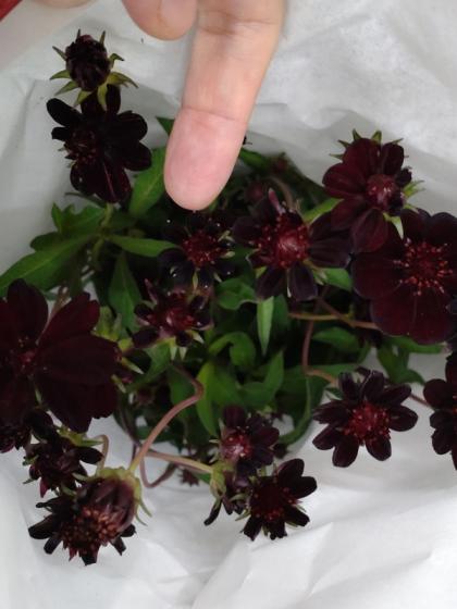 直前!】チョコレートコスモス(黒)奥隆善さんほか【OT】 - 花材通販は