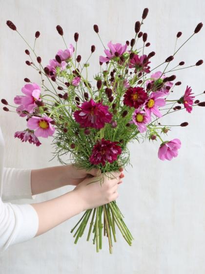 直前!】コスモス ダブルクリックローズ(ピンク八重)青木さん、海保さん