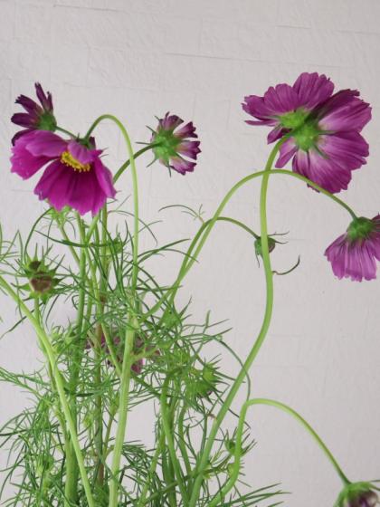 08直前!】コスモス ピコティ 広島県 秀2L【生花】 - 花材通販はなどん