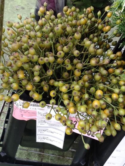 直前!】星野さんのローズヒップ マジカルローズ::60cm程度※実色時期