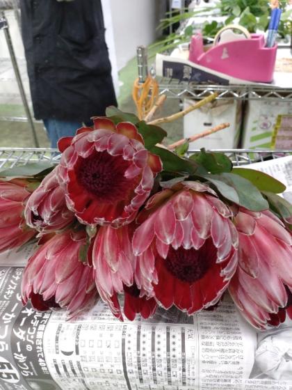 生花】プロテア シャロン 60cm 南アフリカ産 【OR-83】※月曜入荷少・早