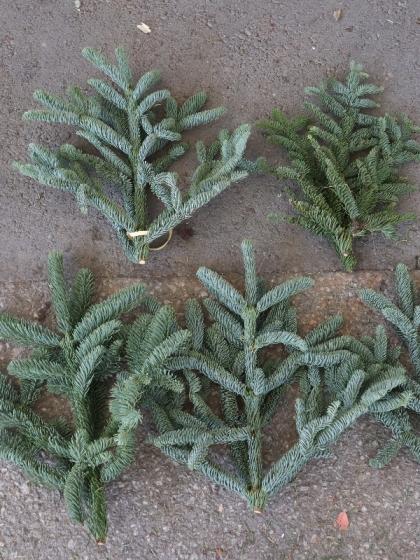 生花】モミ枝チップ (ケース単位約60本入)【空輸便】 - 花材通販