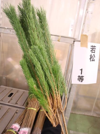 生花/即納】◇若松 1等 - 花材通販はなどんやアソシエ
