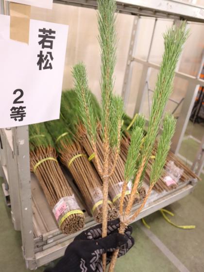 生花/即納】◇若松 2等 - 花材通販はなどんやアソシエ