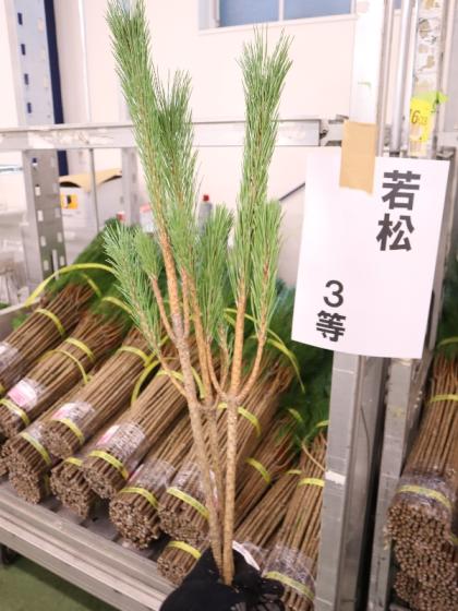 生花/即納】◇若松 3等 - 花材通販はなどんやアソシエ