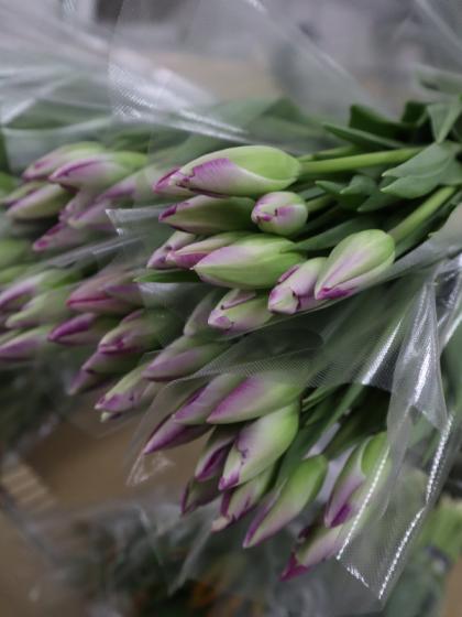 リモージュ 深皿 チューリーン 花びらの模様 リモージュ 深皿 チューリーン 花びらの模様