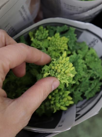 直前!!】菜の花 40cm- 千葉県など - 花材通販はなどんやアソシエ