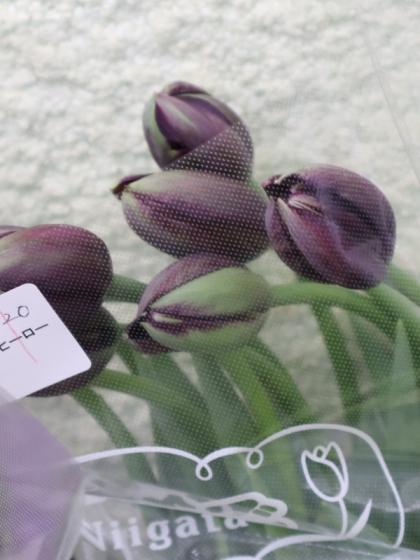 直前】チューリップ 黒八重 ブラックヒーローなど 40cm【OT】 - 花材