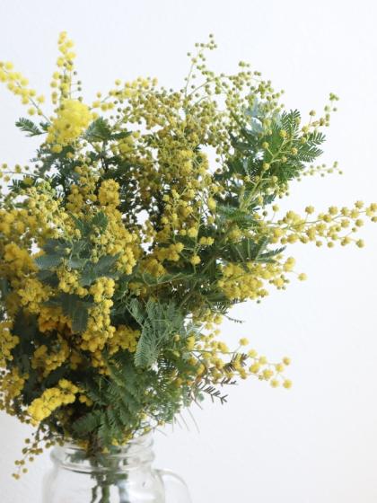 直前】長作園の銀葉ミモザアカシア(40cm)【生花】 - 花材通販はなどん