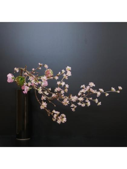 生花】啓翁桜(1m程度)山形県など 【OT】 - 花材通販はなどんやアソシエ