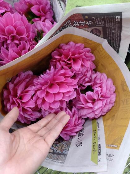 直前!】ダリア ミッチャン(ピンク)50cm程度※火・木・土AMにお受け取り  