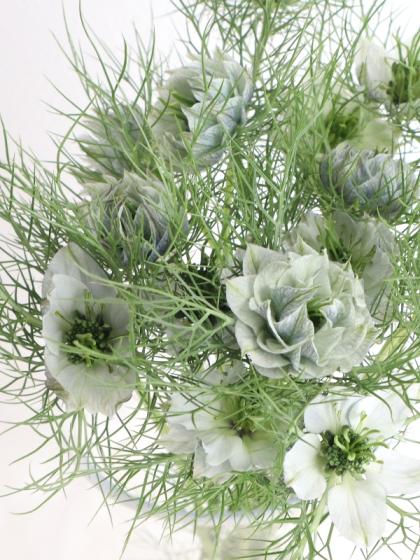 直前】【生花】ニゲラ(白)1輪付き 40cm程度 折原園芸ほか【FJ】 - 花材