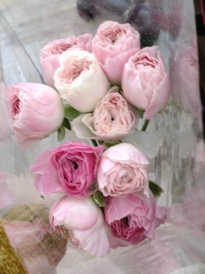 生花】ラナンキュラス モルバン(色変化でやすい。クリーム〜ピンクの