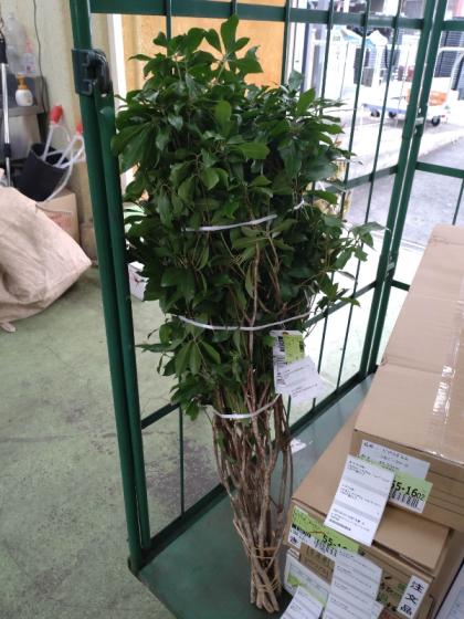 生花】アセビ(枝もの)80cm〜1M【OT】 - 花材通販はなどんやアソシエ