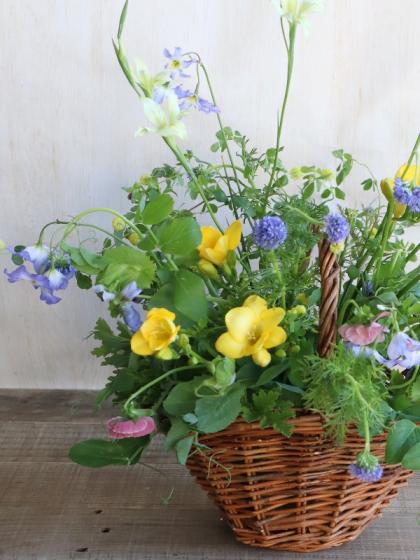 直前】【生花】フリージア(黄色)40〜50cm程度【OT】 - 花材通販
