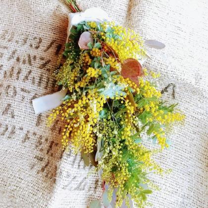 生花】長作園さんの銀葉ミモザアカシア(60cm)※入荷少 - 花材通販はなど