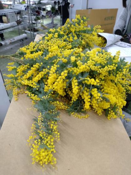 生花】国産ミモザアカシア(4-50cm程度)【OR-63】 - 花材通販はなどんや