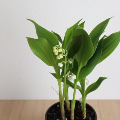 送料無料】【08直前/鉢】すずらん(3.5寸鉢)※北海道・九州・沖縄は送料