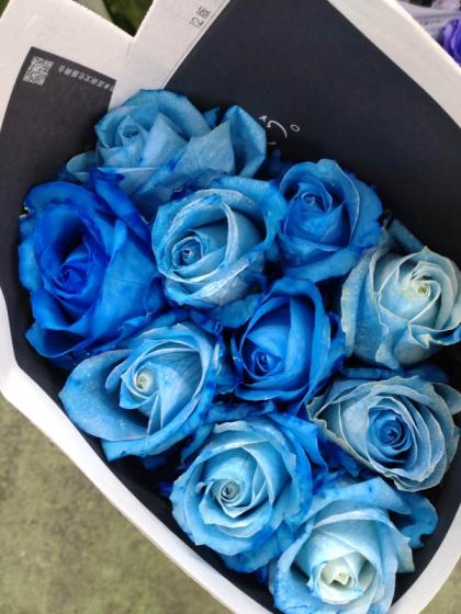 Blue薔薇様 Amazon.co.jp: ミニ薔薇 アスナロブルー 3.5号ポット 2個セット