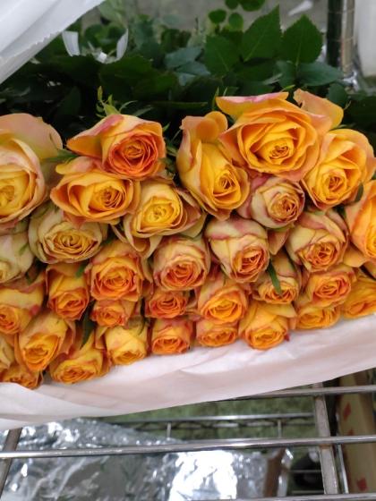 生花】バラ ヘリオスロマンチカ(オレンジイエロー)□今週のオトク【IT