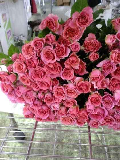 MarieDaageリモージュ デザートプレート ライトピンク 薔薇 ローズ