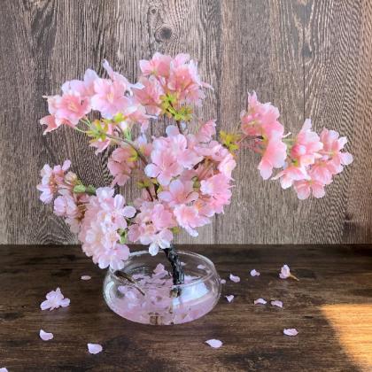 ⭐️ 3月13日の河津桜🌸 多くの木でつぼみが開花し、ほぼ満開