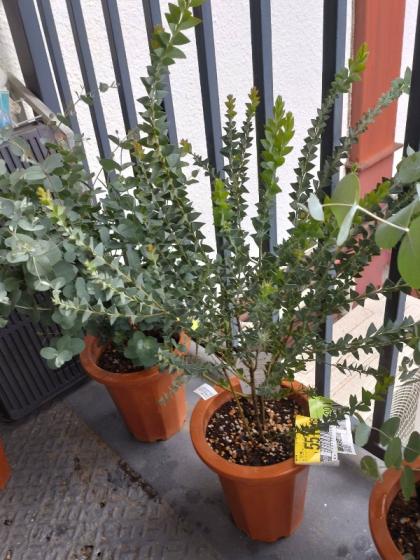 送料無料】【生花/鉢】三角葉アカシア 7寸鉢 ※北海道・九州・沖縄は